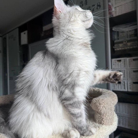 Maine Coon AP Faustina