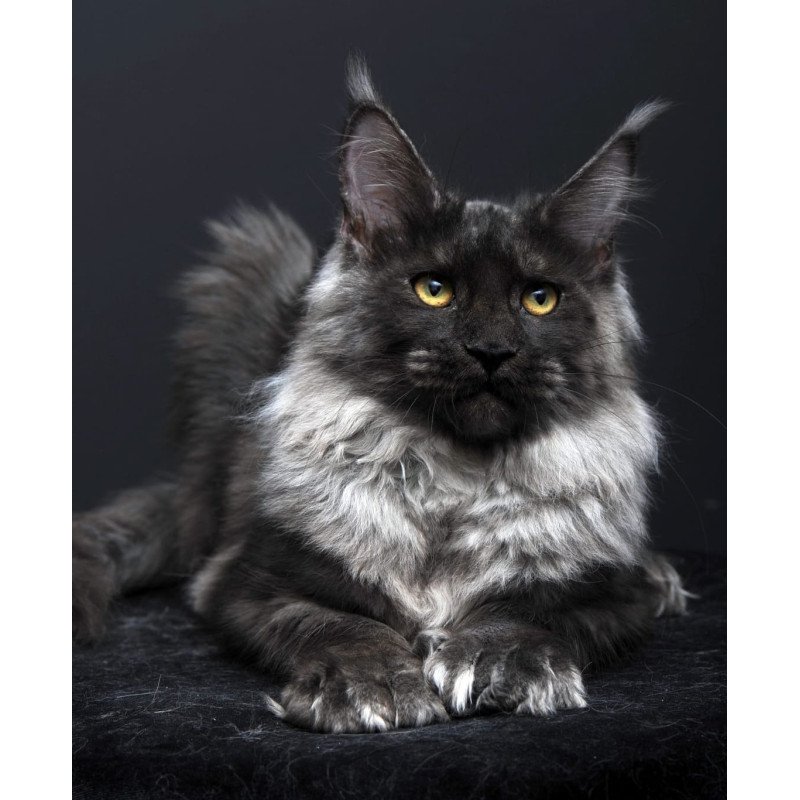 Maine Coon AP Bagema