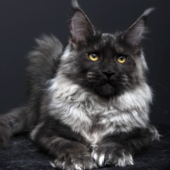 Maine Coon AP Bagema