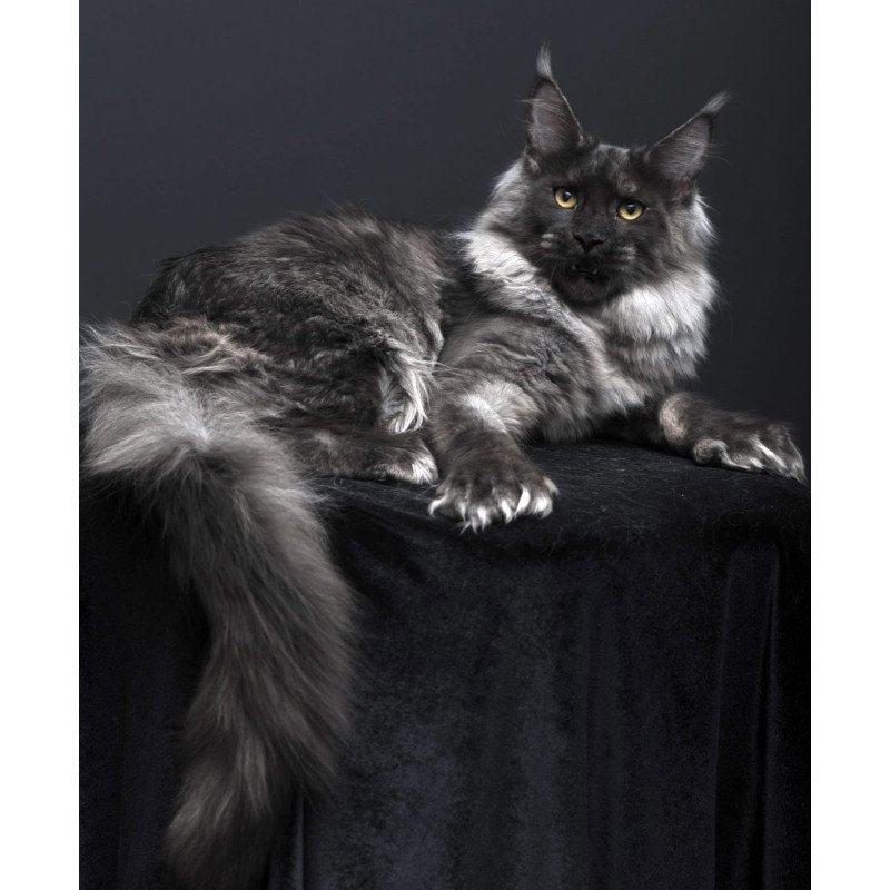 Maine Coon AP Bagema
