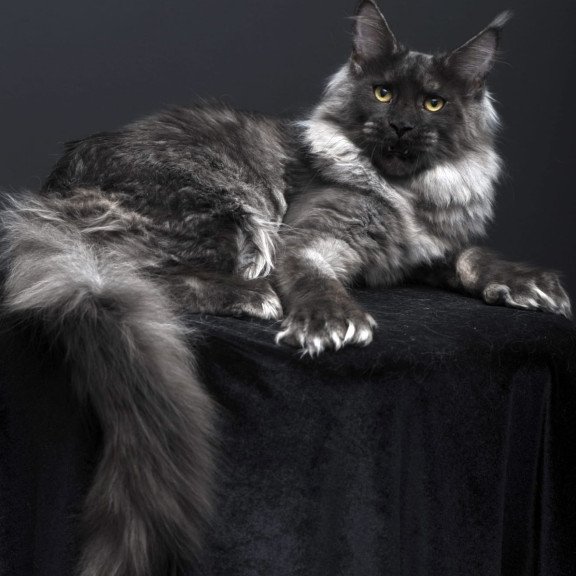 Maine Coon AP Bagema
