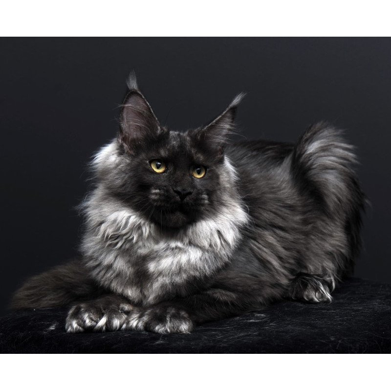 Maine Coon AP Bagema
