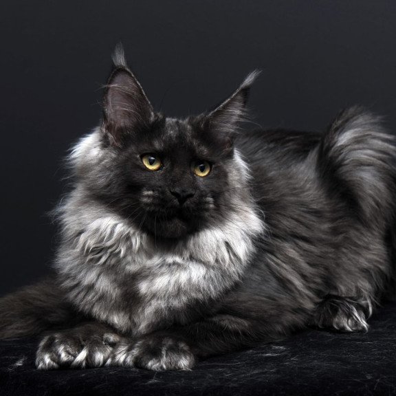 Maine Coon AP Bagema