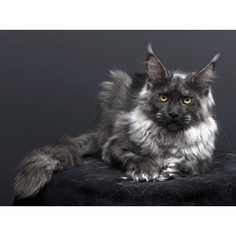 Maine Coon AP Bagema