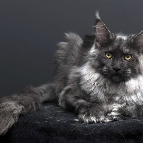 Maine Coon AP Bagema