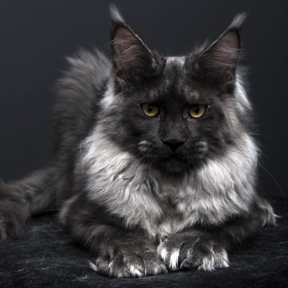 Maine Coon AP Bagema