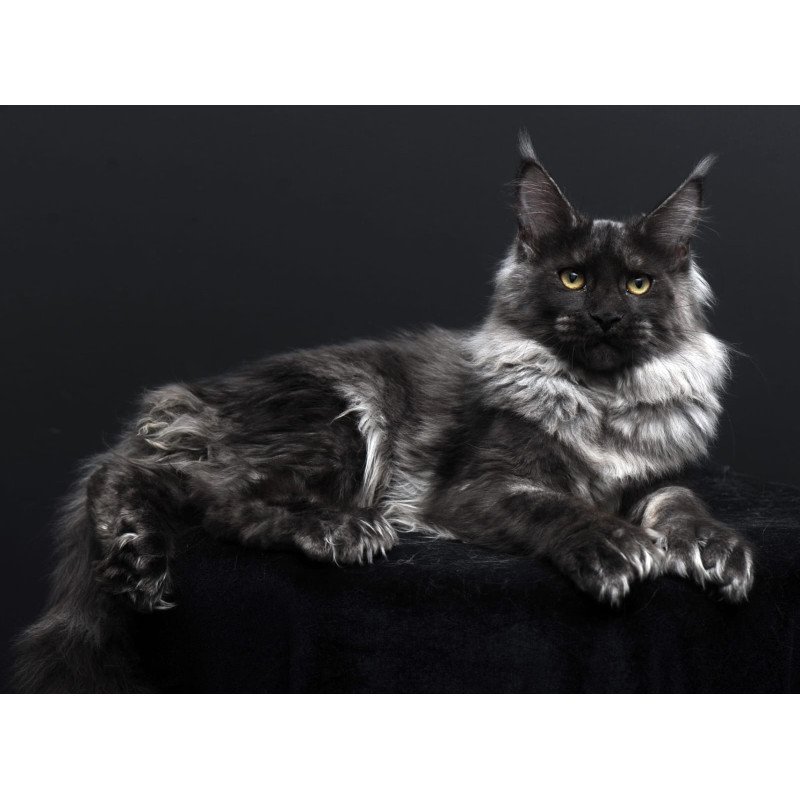 Maine Coon AP Bagema