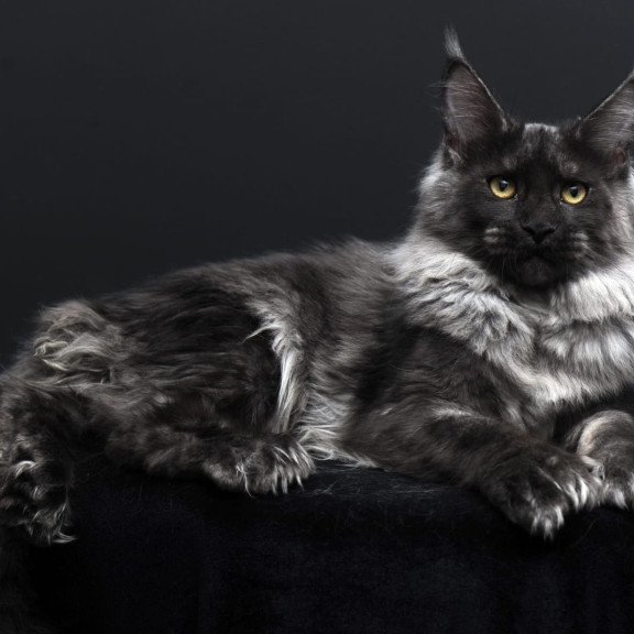 Maine Coon AP Bagema