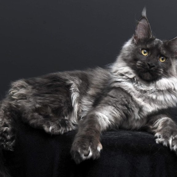 Maine Coon AP Bagema