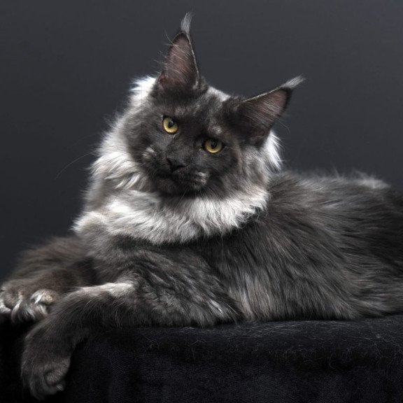 Maine Coon AP Bagema