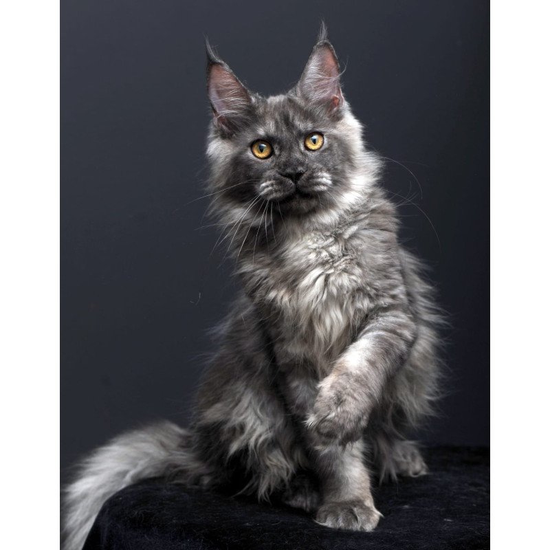 Maine Coon AP Esenia