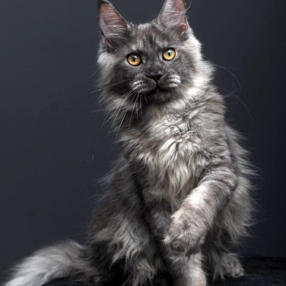 Maine Coon AP Esenia