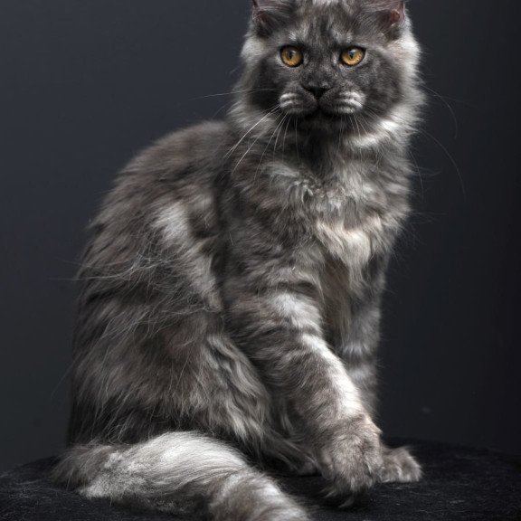 Maine Coon AP Esenia