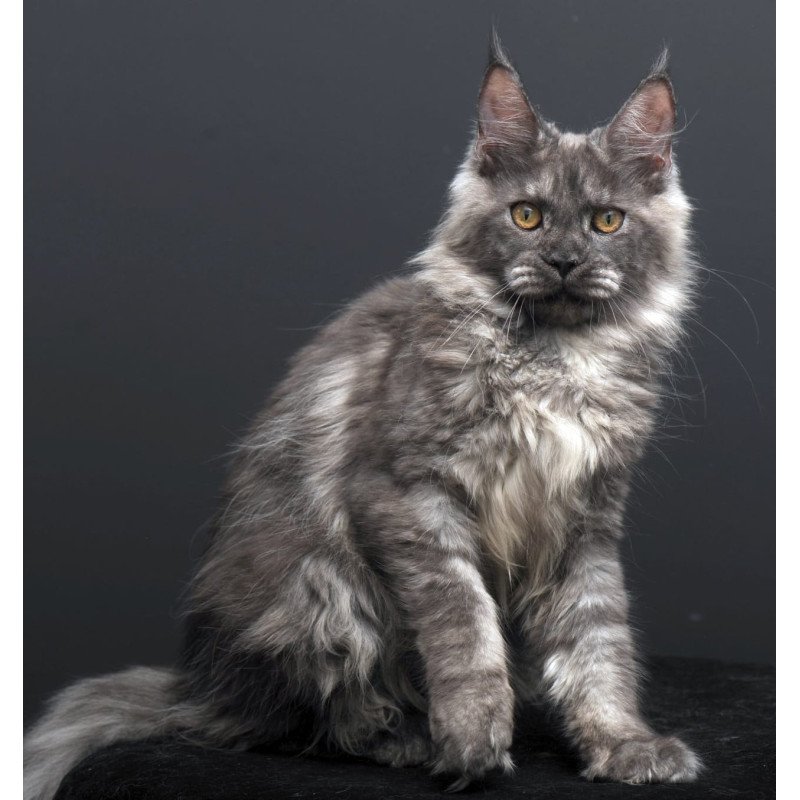 Maine Coon AP Esenia