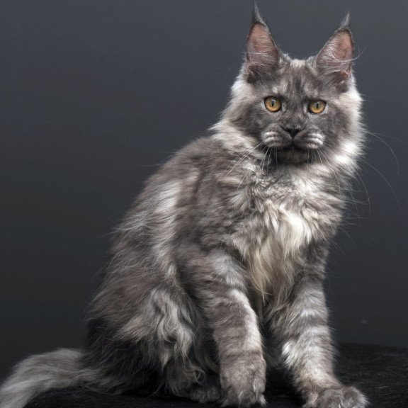 Maine Coon AP Esenia