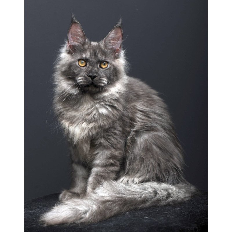 Maine Coon AP Esenia