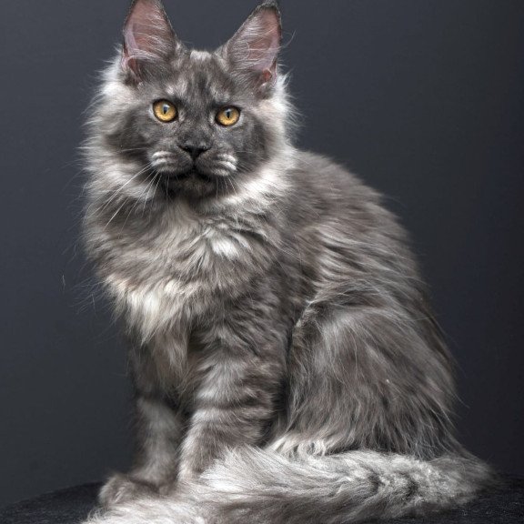 Maine Coon AP Esenia