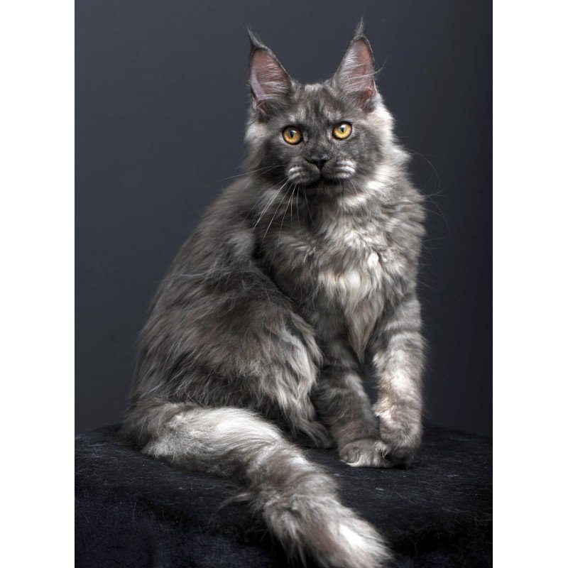 Maine Coon AP Esenia