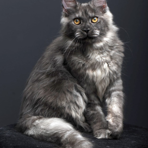 Maine Coon AP Esenia