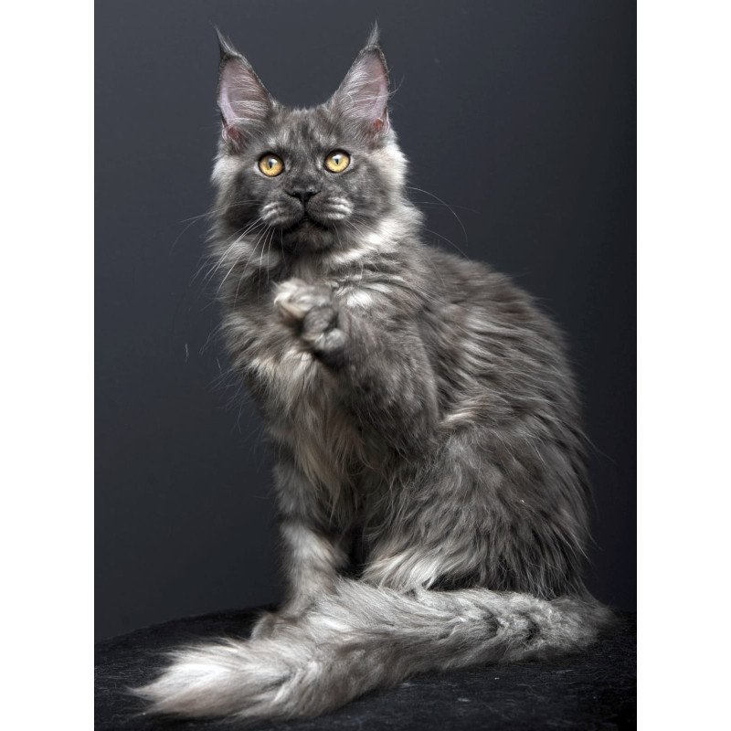 Maine Coon AP Esenia
