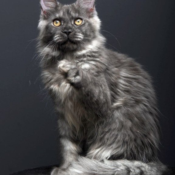 Maine Coon AP Esenia