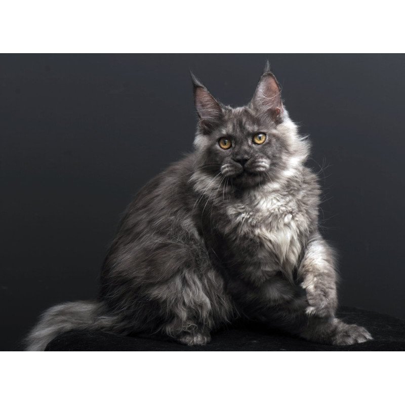 Maine Coon AP Esenia