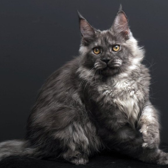 Maine Coon AP Esenia