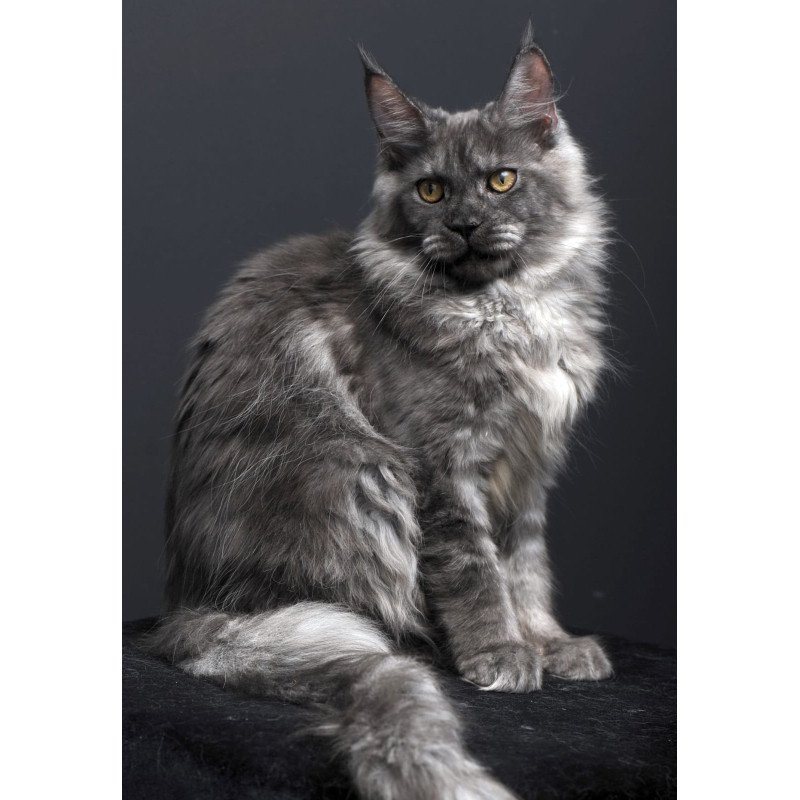 Maine Coon AP Esenia