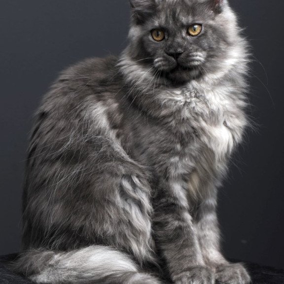 Maine Coon AP Esenia