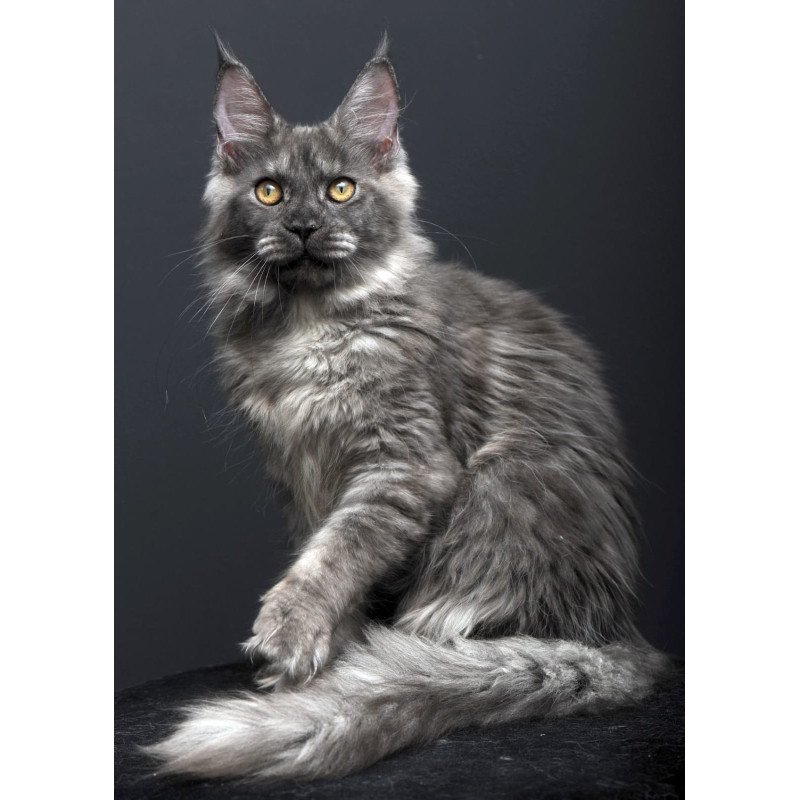 Maine Coon AP Esenia