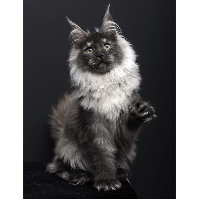 Maine Coon AP Dakota