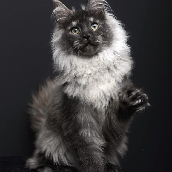 Maine Coon AP Dakota