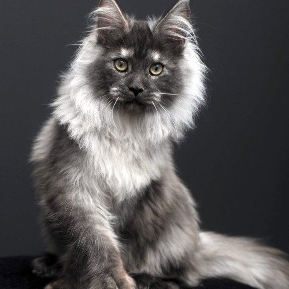Maine Coon AP Dakota
