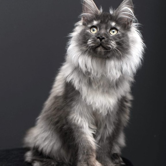 Maine Coon AP Dakota