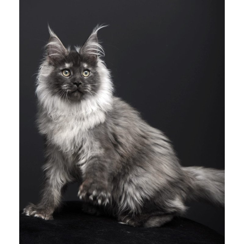 Maine Coon AP Dakota