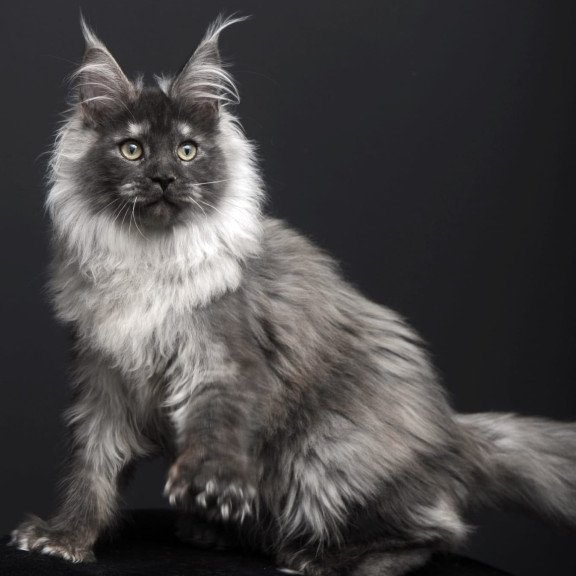 Maine Coon AP Dakota