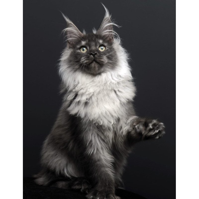 Maine Coon AP Dakota