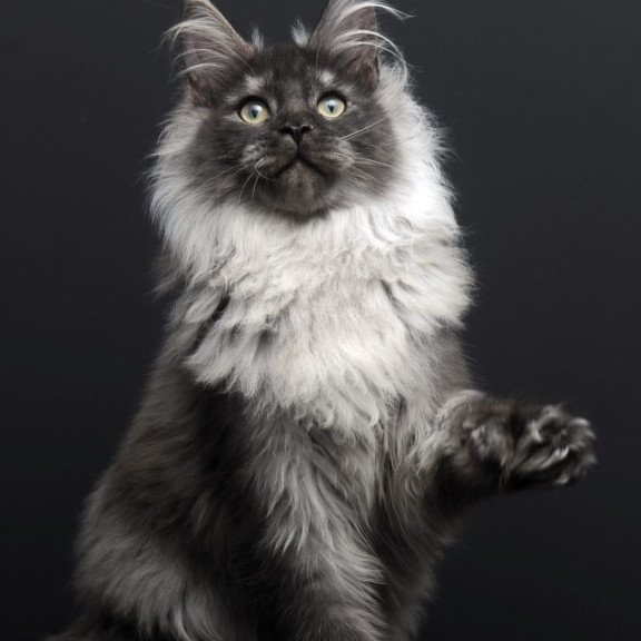 Maine Coon AP Dakota