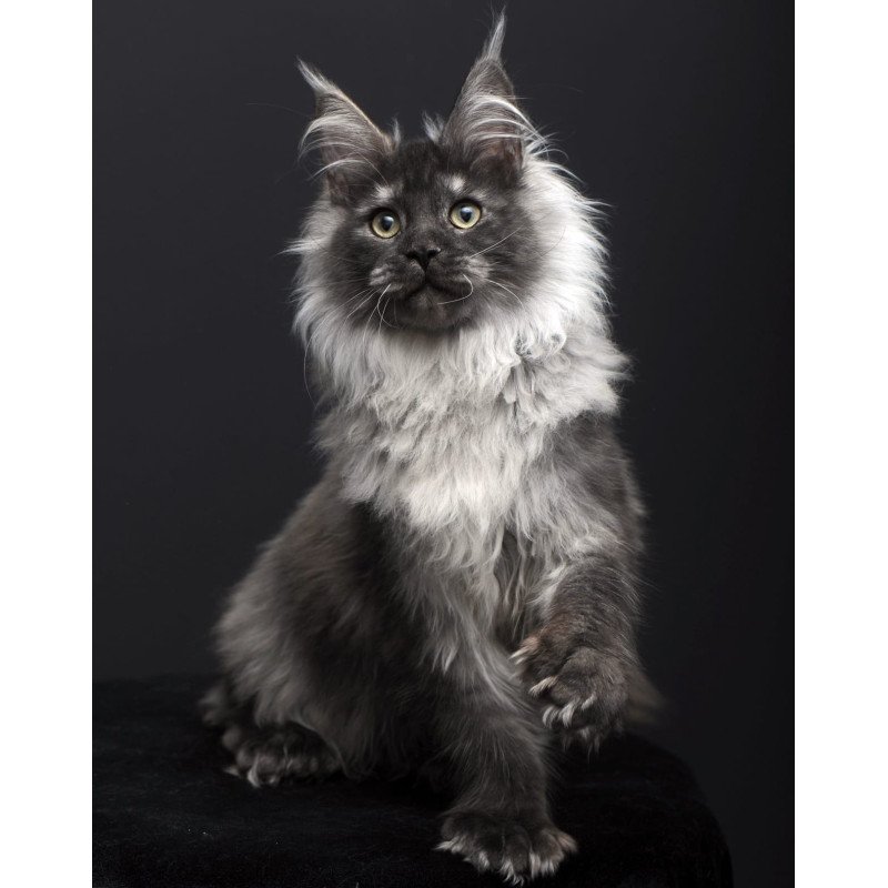 Maine Coon AP Dakota