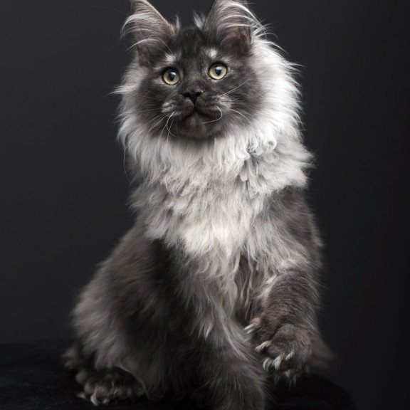 Maine Coon AP Dakota