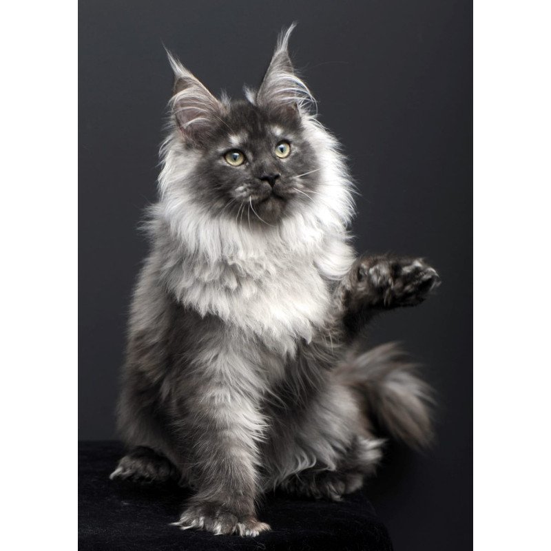 Maine Coon AP Dakota