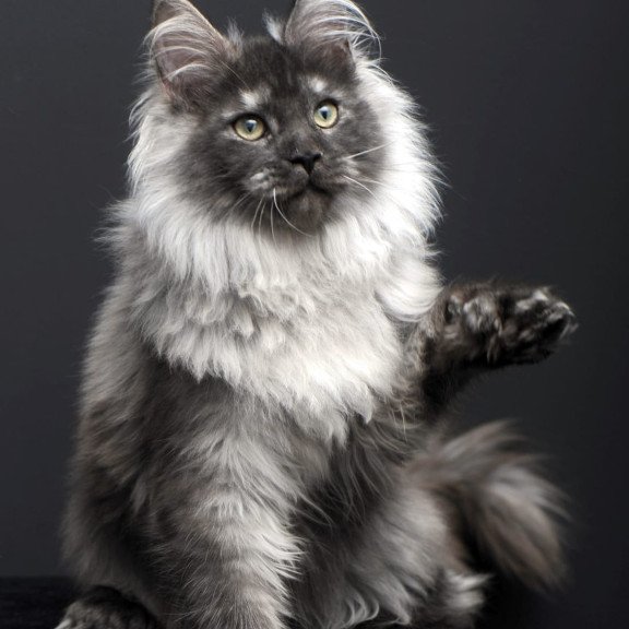 Maine Coon AP Dakota