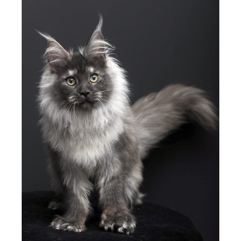Maine Coon AP Dakota