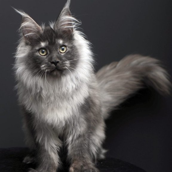 Maine Coon AP Dakota