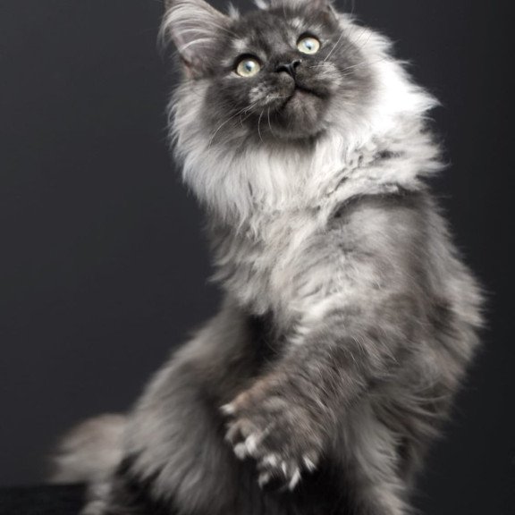 Maine Coon AP Dakota