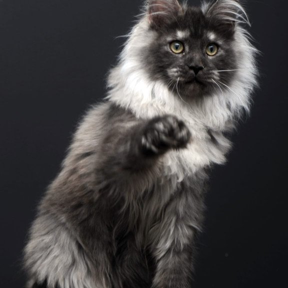 Maine Coon AP Dakota