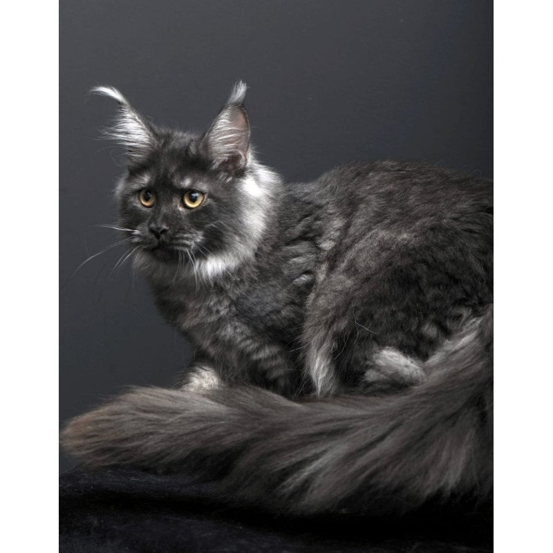 Maine Coon AP Fanta