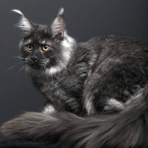 Maine Coon AP Fanta