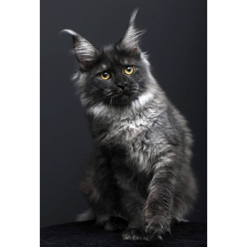 Maine Coon AP Fanta