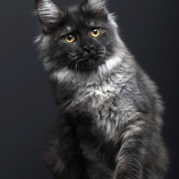 Maine Coon AP Fanta